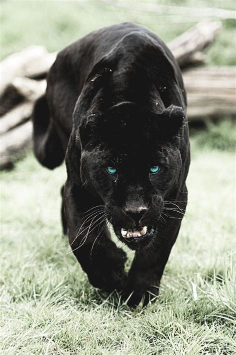 21 The Black Panther Is King Görüntüler Ile Büyük Kediler Hayvan