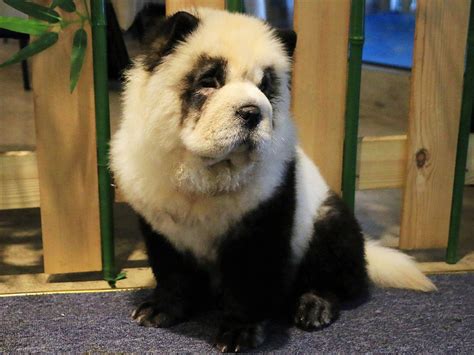Chinese Cafe Dyes Dogs To Look Like Pandas Canoecom