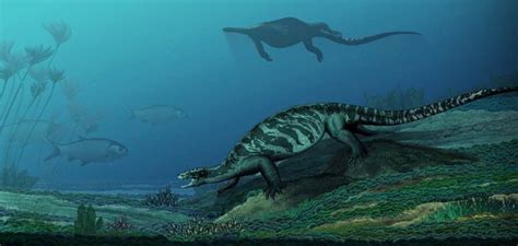 Fossil Of 228 Million Year Old Turtle Found In Southwest China People