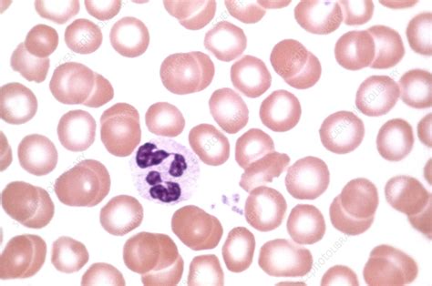 Human Blood Smear Lm Stock Image C0503070 Science Photo Library