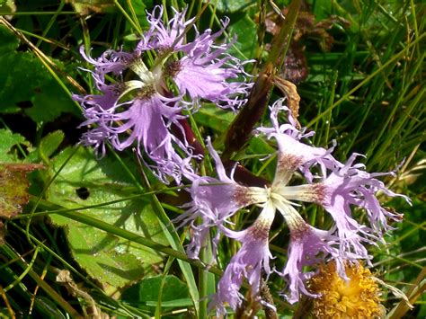 Nell'ottocento le gardenie venivano spesso usate come fiore all'occhiello dai nobili e dagli aristocratici. garofano di montagna; sono profumatissimi. | Fiori ...