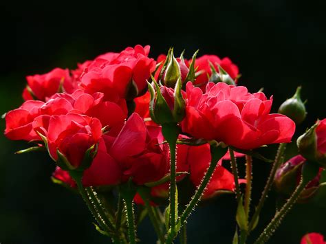 Red Roses And Rose Buds By Hans Braxmeier