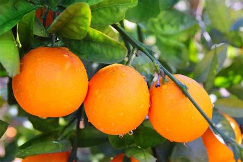 The Summer Favorite Valencia Orange Tree Minneopa Orchards