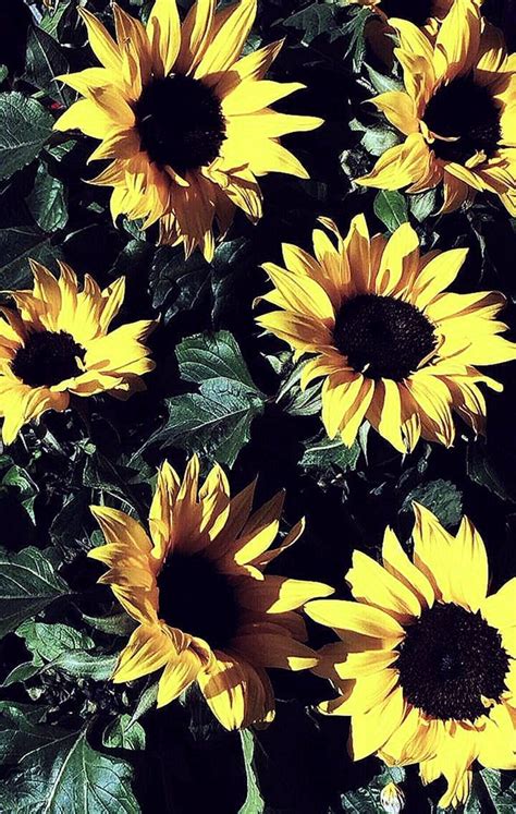 Cute Aesthetic Sunflower Wallpapers Wallpaper Cave 00a
