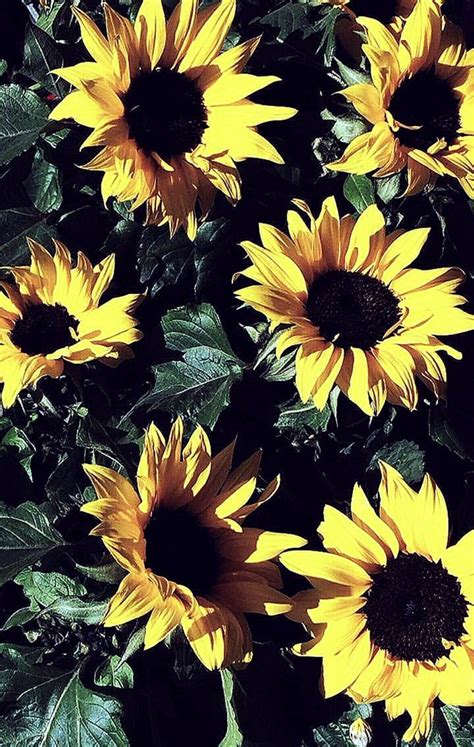 Sunflower Aesthetic Wallpapers Wallpaper Cave