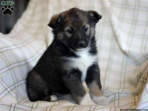 Border Collie Norwegian Elkhound Mix Animals Dogs And Puppies