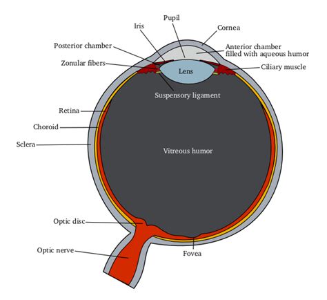 Fileschematic Diagram Of The Human Eyepng Wikipedia