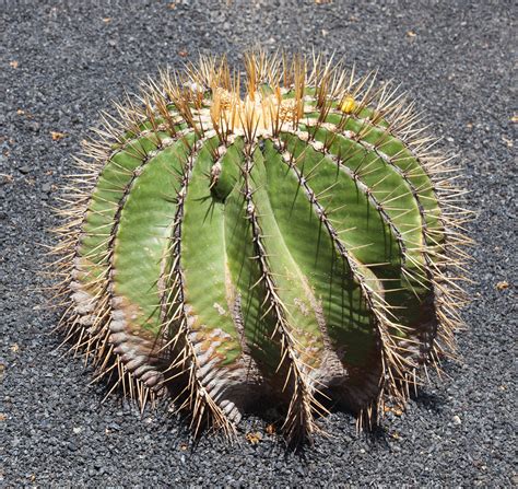 Fileferocactus Schwarzii Jardín De Cactus Lanzarote J08