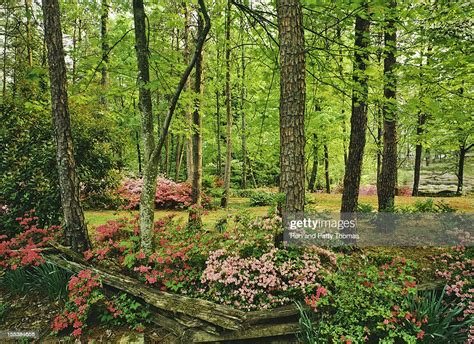 Spring In Southern Woodlands High Res Stock Photo Getty Images