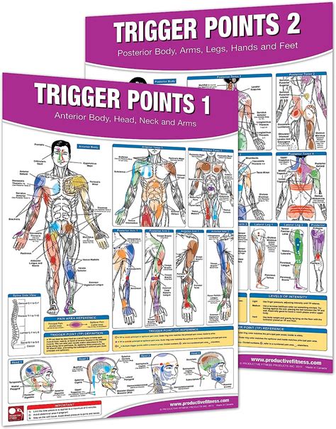 Premium Trigger Point Poster Set Anterior And Posterior Body Spinal