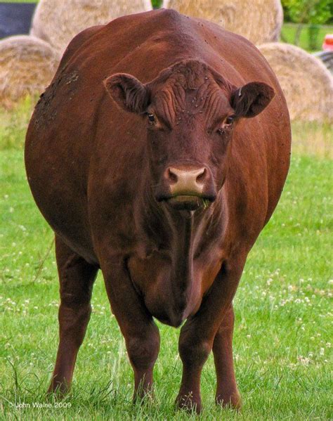 Higher the fat, better the milk rate. BIG Cow!! | Farm cow, Cattle, Cow photography