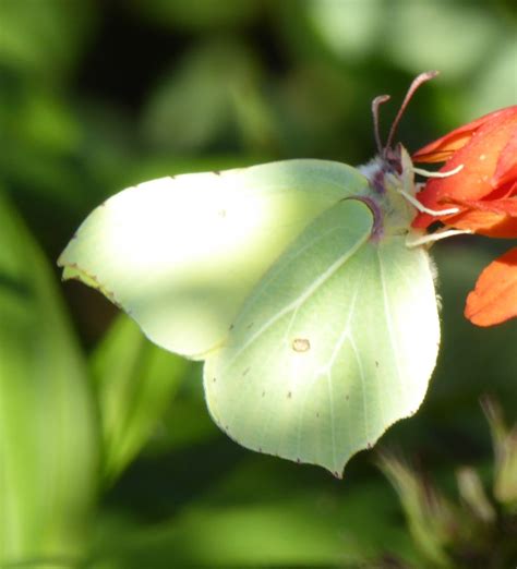 Wild And Wonderful Brimstone Butterfly
