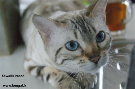 They provide lots of inspiration based on their the bengal was bred to look like a wild jungle cat, which provides so much inspiration for a name! chatons bengal a vendre, KAWALIK BENGAL