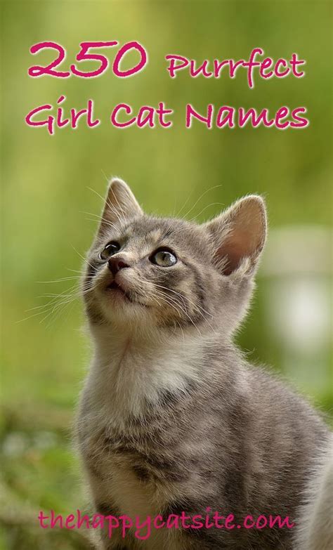 250 Amazing Inspiring Ideas For Girl Cat Names Female Cat Names For