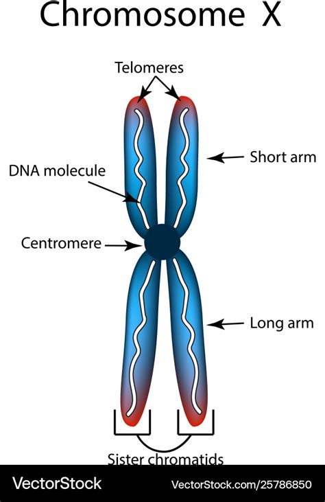 Diagram Nucleus Chromosomes Diagram Mydiagram Online