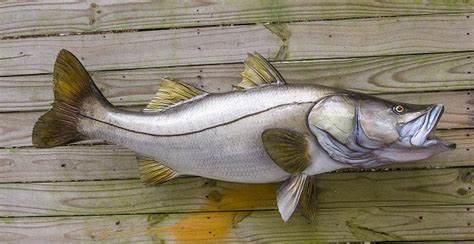 Snook 44 Inch Fibergass Fish Replica The Fish Mount Store