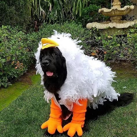 12 Newfies That Are Going To Get All Your Treats On Halloween Big Dog