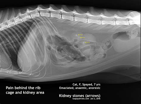Be Kind To Pets Vet Case Studies Photography Tips Travel Stories