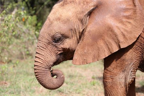 Elephant Trunks Are Dextrous Enough To Pick Simple Locks Elephants In