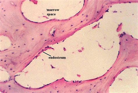 Spongy Bone Histology Microanatomy Web Atlas Gwen V Childs Phd