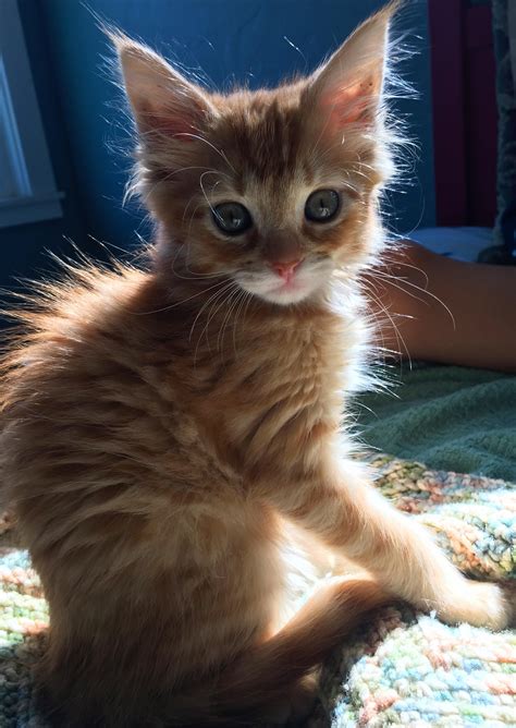 To our cats, human music falls into that unrecognizable category. Reddit Puppies And Kittens Meeting For The First Time - Cat's Blog