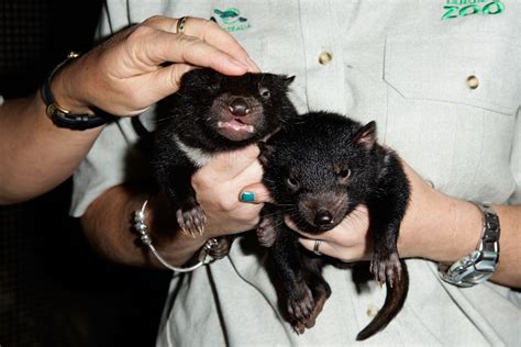 Four Cute Tasmanian Devil Babies Born At The Taronga Zoo Popsugar Pets
