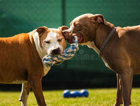 Two Dogs Amstaff Terrier Playing Tog Of War Outside Young And Old Dog