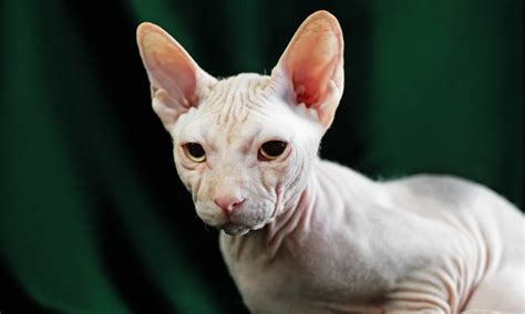 Sphynx Cat Breed Complete Guide A Z Animals