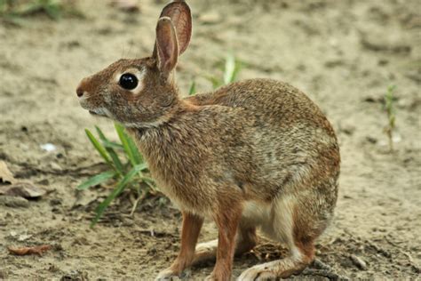 Cottontail Rabbit Close Up Free Stock Photo Public Domain Pictures