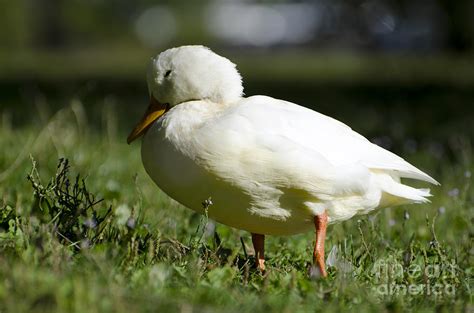 Relax Duck Photograph By Mats Silvan Fine Art America