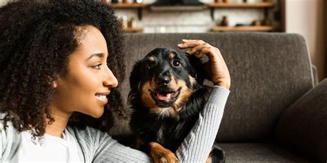 Petting A Dog Is Good For Your Brain According To Study Dodowell