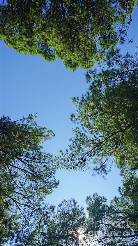 Beautiful Bluest Blue Sky Above The Forest Photograph By Beautiful