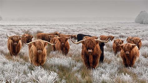 Highland Cattle In Winter Peapix