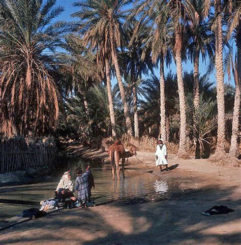 Oasis At Nefta With Palm Trees Pool And Camel Tunisia