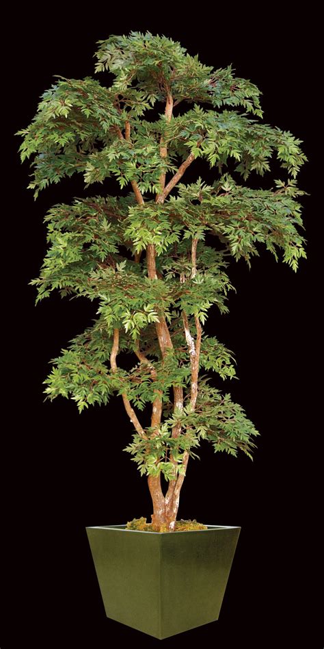 Artificial Aralia Plant Treescapes And Plantworks