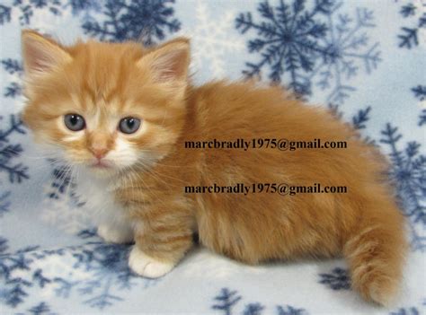 Find munchkins kittens & cats for sale uk at the uk's largest independent free classifieds site. Munchkin Cats For Sale | New York, NY #254460 | Petzlover