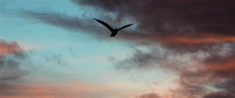 Download Wallpaper 2560x1080 Bird Sky Clouds Flight Evening Dual