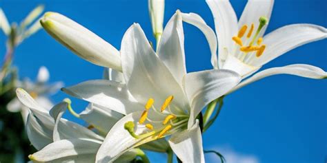Easter Lily How To Care Platt Hill Nursery Blog And Advice