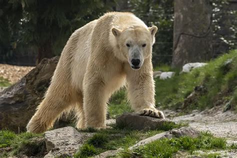 How Strong Are Polar Bears Simply Ecologist
