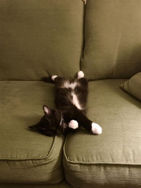 Emergency Kittens On Twitter The Couch Is Mine Now Kittens Cutest