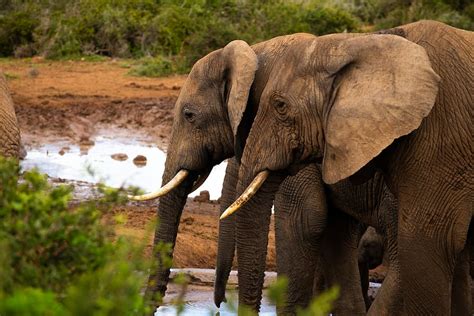Hd Wallpaper Elephants Addo Elephant Park Proboscis Animals Africa