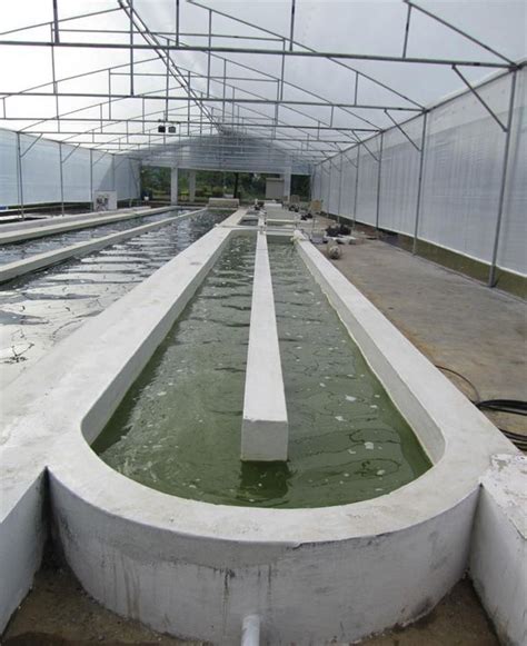 Backyard fish farming can be a profitable business. Image result for indoor shrimp farming project ...