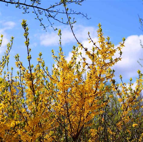 18 Varieties Of Yellow Flowering Plants