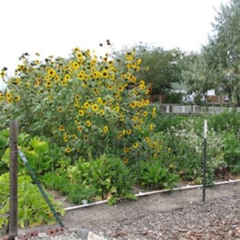 25 Beautiful Sunflower Backyard Design For Your Garden