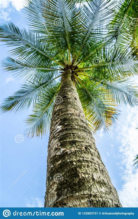 Palm Tree Perspective From Below Stock Image Image Of Leaf Blue
