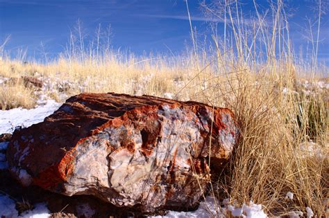 Petrified Wood Yellowstone River Derailing Site Photos