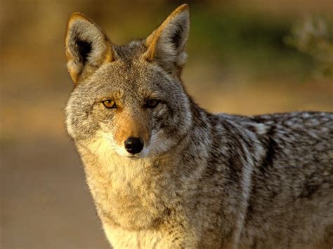 Coyotes Popping Up in St. Michael, Albertville Neighborhoods - North