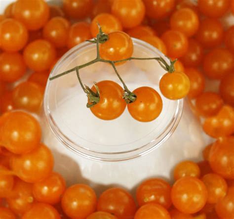 Cerise Orange Tomato A Comprehensive Guide World Tomato Society