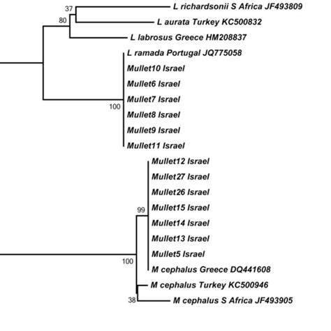 Phylogenetic Tree Based On The Coi Mitochondrial Gene Sequence Of A Download Scientific Diagram