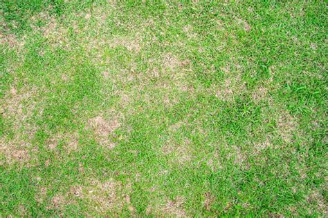 Troubleshooting Brown Patches A Guide To Lawn Recovery Greenway Turf